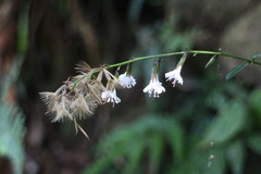 Ainsliaea macroclinidioides