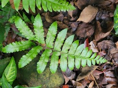 Microlepia marginata bipinnata