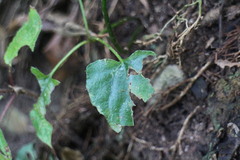 Ainsliaea macroclinidioides