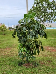 Heptapleurum actinophyllum