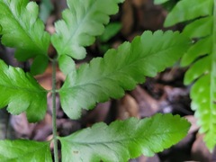 Microlepia marginata bipinnata