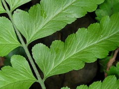 Microlepia marginata bipinnata