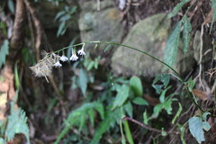 Ainsliaea macroclinidioides