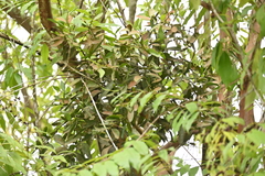 Viscum ovalifolium