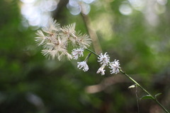 Ainsliaea macroclinidioides