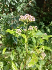 Austroeupatorium inulifolium