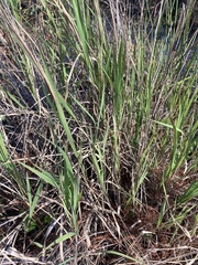 Panicum hemitomon