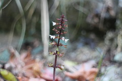 Salvia hayatae