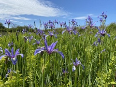 Iris prismatica