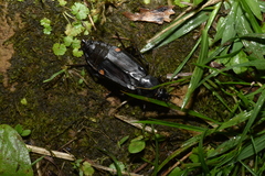 Diamesus bimaculatus