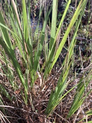 Panicum hemitomon