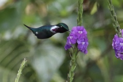 Chaetocercus heliodor