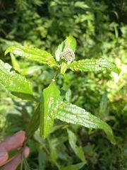 Austroeupatorium inulifolium