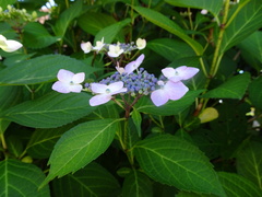 Hydrangea involucrata