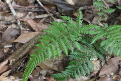 Metathelypteris gracilescens