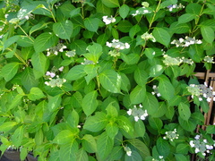Hydrangea involucrata