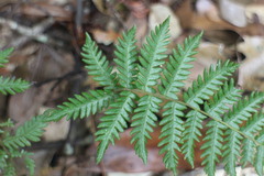 Metathelypteris gracilescens