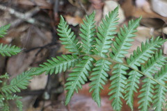 Metathelypteris gracilescens