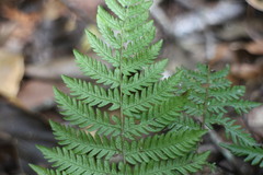 Metathelypteris gracilescens