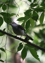 Myiarchus swainsoni