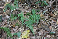 Metathelypteris gracilescens