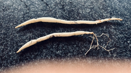 Ceropegia barbata