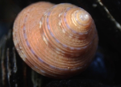 Calliostoma supragranosum