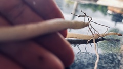 Ceropegia barbata