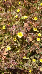 Oxalis laxa