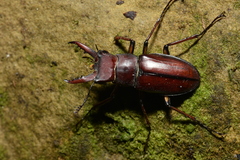 Lucanus swinhoei