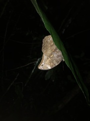 Brassolini