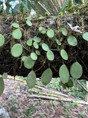 Peperomia rotundifolia image