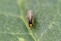 Thaumatomyia grata
