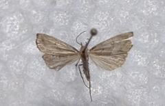 Schrankia taenialis