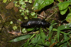 Diamesus bimaculatus