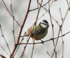 Cyanistes caeruleus