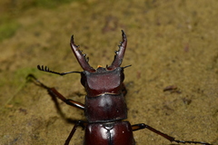Lucanus swinhoei
