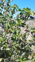 Vasconcellea chilensis