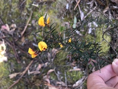 Pultenaea juniperina