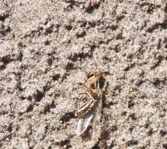 Paramantispa decorata