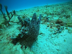 Gymnothorax moringa