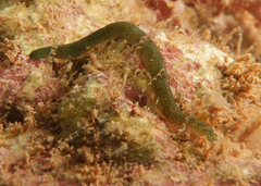 Phyllodocidae
