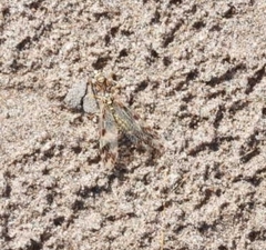 Paramantispa decorata