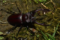 Lucanus formosanus