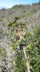 Vasconcellea chilensis