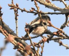 Aegithalos caudatus