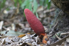 Balanophora laxiflora