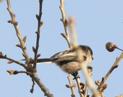 Aegithalos caudatus