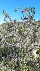 Vasconcellea chilensis