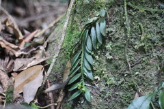 Gastrochilus formosanus